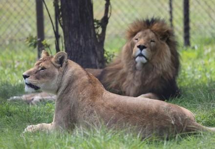 Lion Tavi and lioness Aurica at LIONSROCK