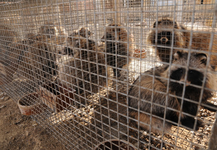 Neue Studien weisen auf Tiermarkt in China als Ausgangspunkt der COVID-19-Pandemie hin