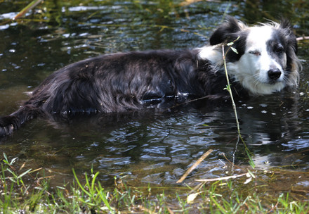 Hund badet im See