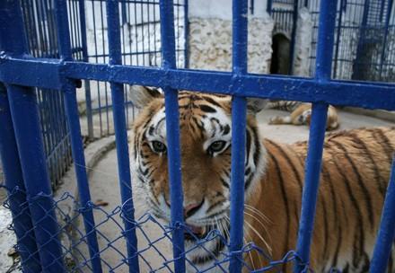 Tiger werden gezüchtet und geschlachtet für Produkte wie Tigerwein und Tigersuppenpulver