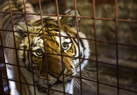 Tiger in einem Käfig