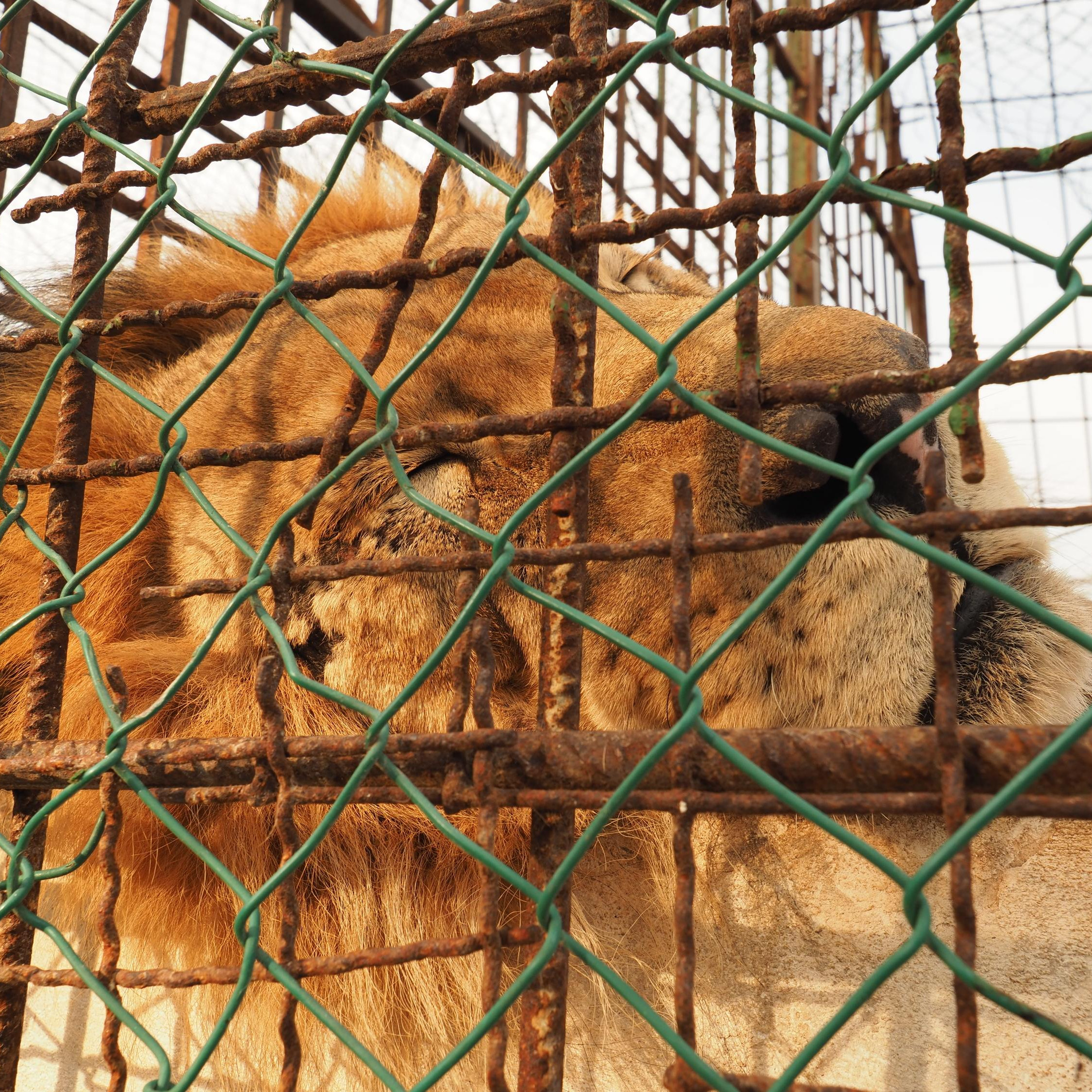 Leeuw Bobby in Safari Park Zoo Fier in Albanië