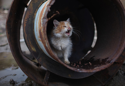 Cat meowing in a metal cylinder
