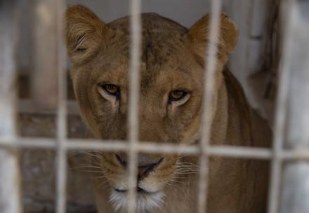 Löwin im Gaza Zoo
