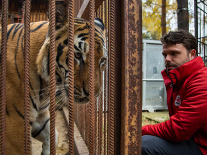 Redding tijger Tsezar in Oekraïne