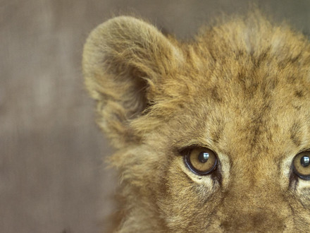 Lion Cub Nikola 