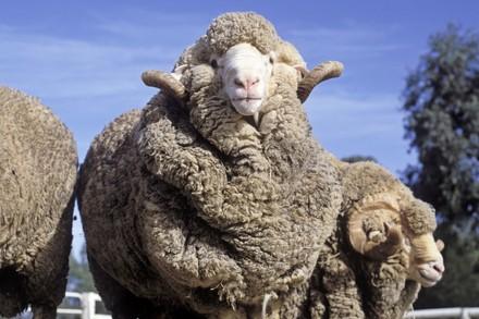 Schaf mit Hautfalten