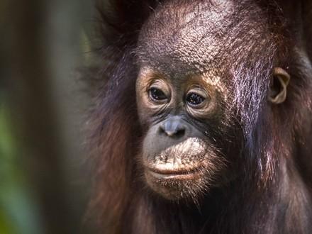 Orangutan Kartini