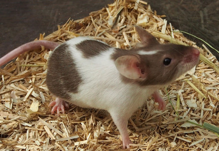 Petite mais très remarquable: la souris domestique