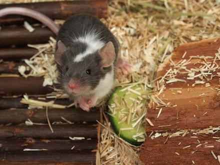 Mouse - FOUR PAWS International - Animal Welfare Organisation