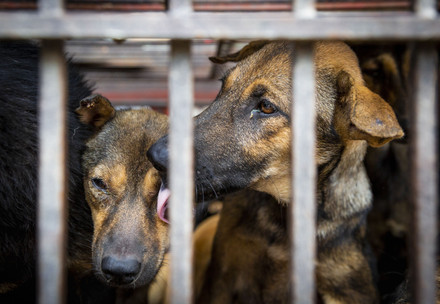 Honden in kooi voor handel in hondenvlees