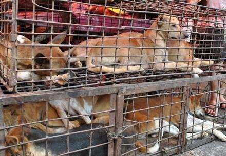 Honden in een kooi op een dierenmarkt