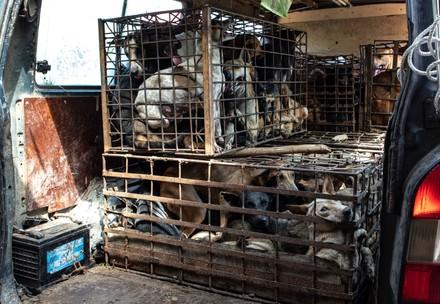 Dogs crammed into cages for dog meat
