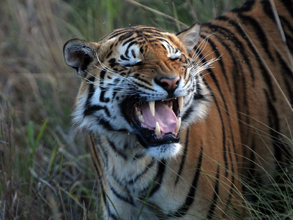 Tiger im VIER PFOTEN Schutzzentrum