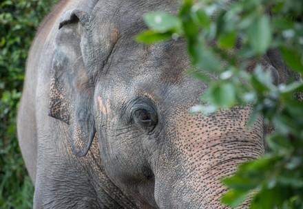Elephant Kaavan in Cambodia