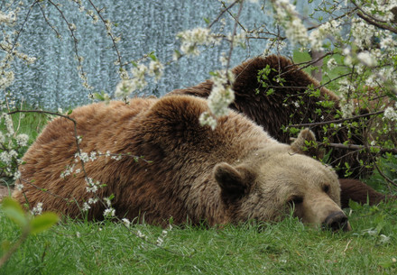 bear sleeping in grass