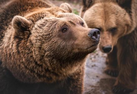 Bears in Ukraine