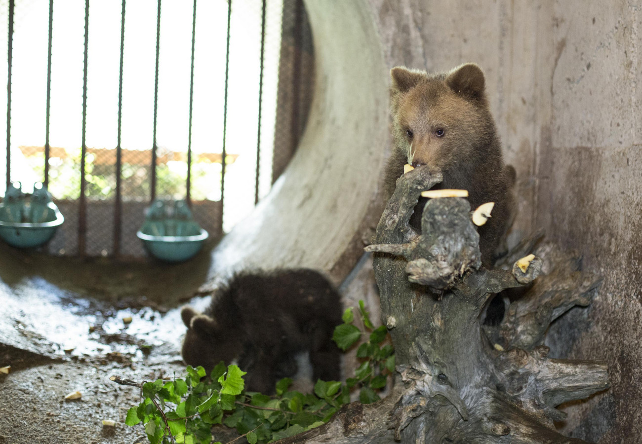 Wild animal breeding - BEAR SANCTUARY Domazhyr - a FOUR PAWS Project