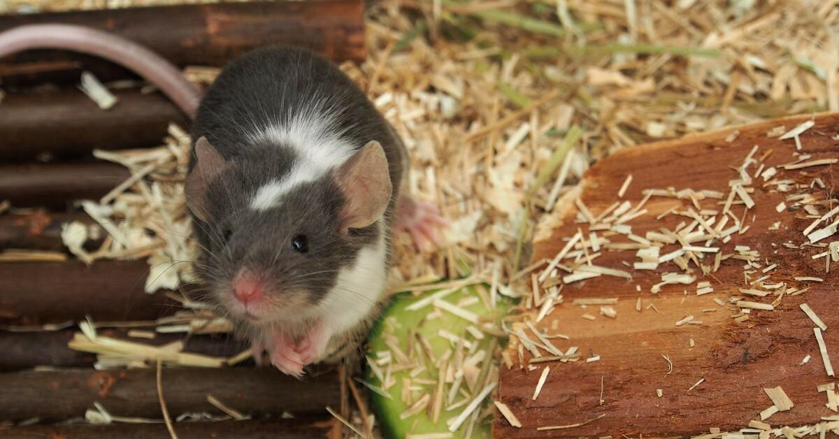 Mice as Pets - FOUR PAWS International - Animal Welfare Organisation