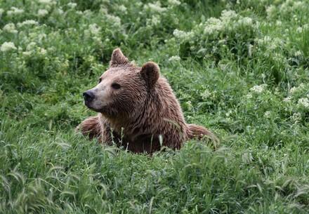 Bear Anik at BEAR SANCTUARY Prishtina