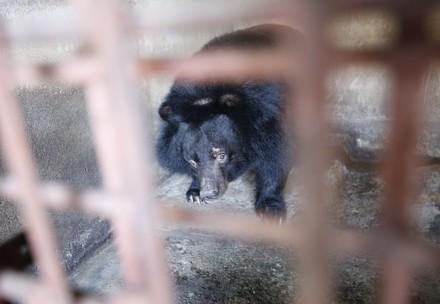 Bär Danh vollkommen verängstigt in seinem winzigen Käfig in Vietnam