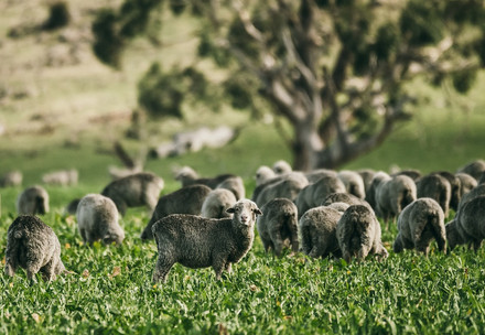 Schafe auf einem Feld
