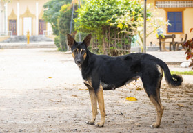Stray Animal Care on Silk Island, Cambodia