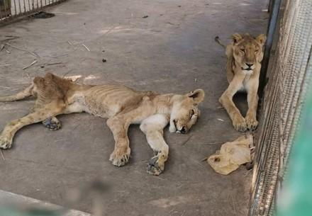 Uitgemergelde leeuwen in Soedan