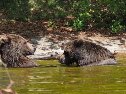 Bären Erich und Emma im Teich