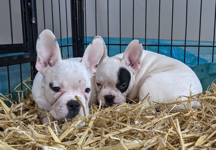 Sad puppies in puppy farm