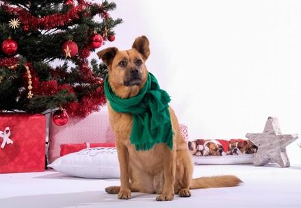 Dog sitting under a Christmas tree