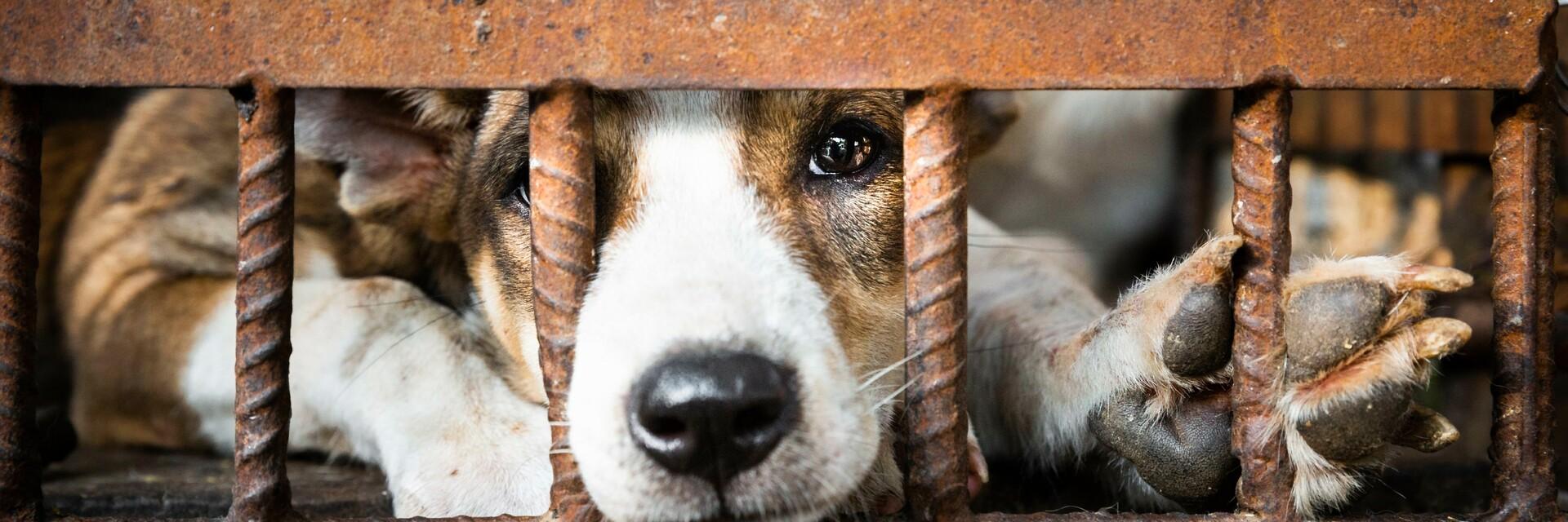 Hund im Käfig