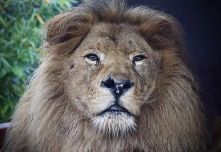 Lion Bobby at FELIDA Big Cat Sanctuary