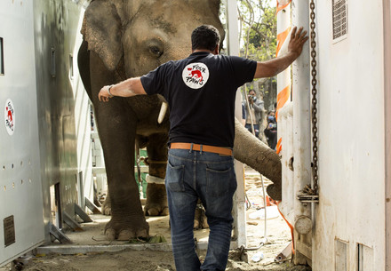 Tierarzt Dr. Amir Khalil mit Elefant Kavaan