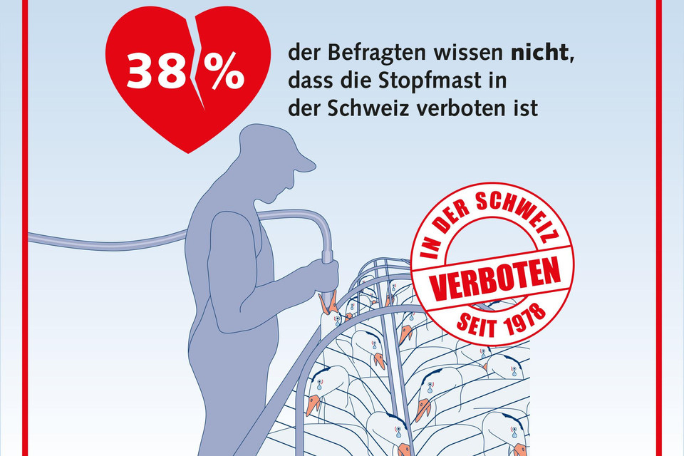 38 % der Befragten wissen nicht, dass die Stopfmast in der Schweiz verboten ist. 