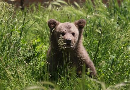 Brown bear cub Andre in the grass