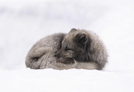 Weiß-grauer Fuchs im Schnee