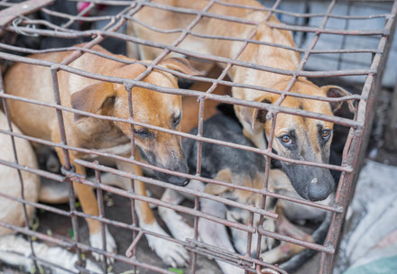 Hunde die Opfer des Hunde- und Katzenfleischhandels wurden