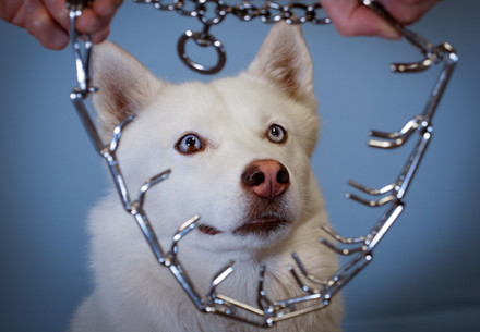 Stachelhalbänder für Hunde sind Tierquälerei