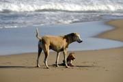 Les chiens à la plage