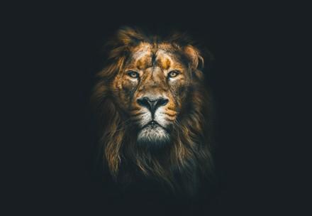 Image of a African lion
