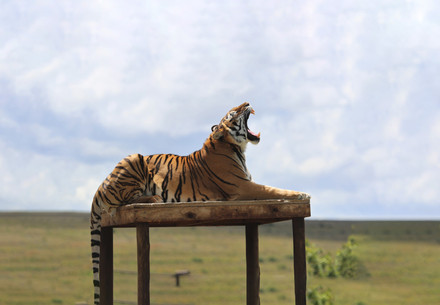 Tiger präsentiert sich auf einer Erhöhung
