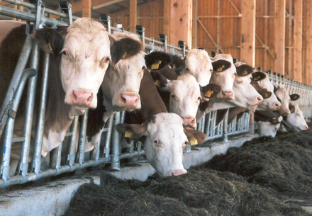 Fleisch statt Klimaschutz für nationale und europäische Supermarktketten