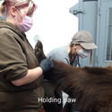 animal caretaker holding a bear's paw