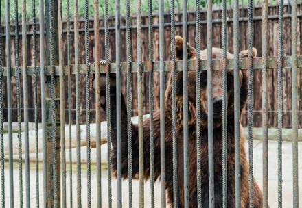 Bären in Gefangenschaft leiden