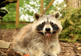 Furry Intruders – Animal-Friendly Removal of Raccoons