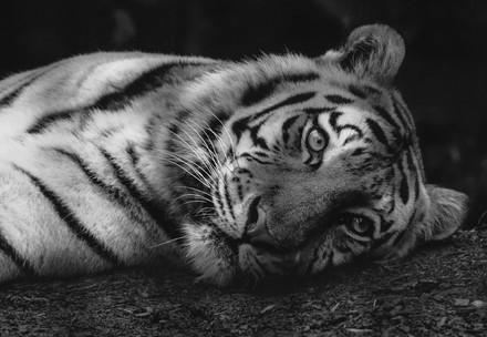 black and white photo of a tiger laying