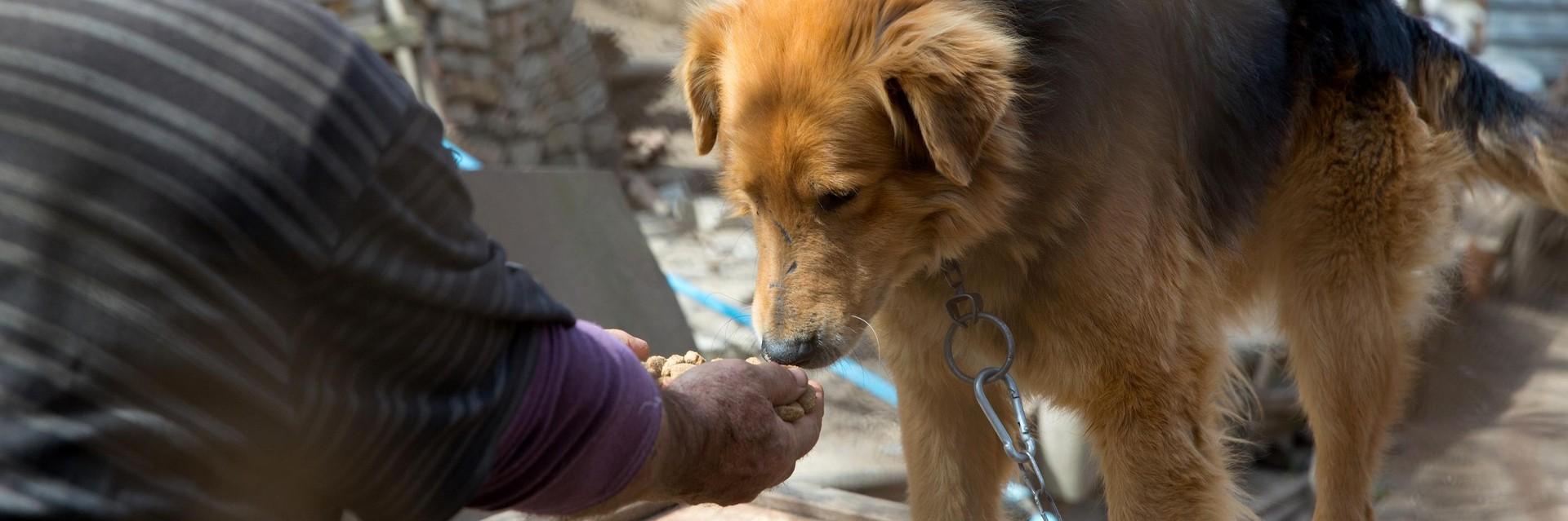 Zurückgelassener Hund in der Ukraine