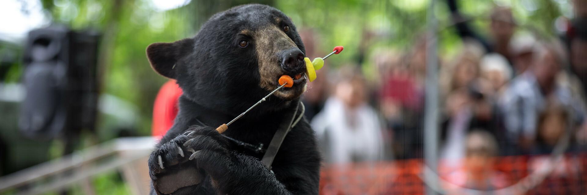 Un ours utilisé dans un spectacle de "montreur d'ours"