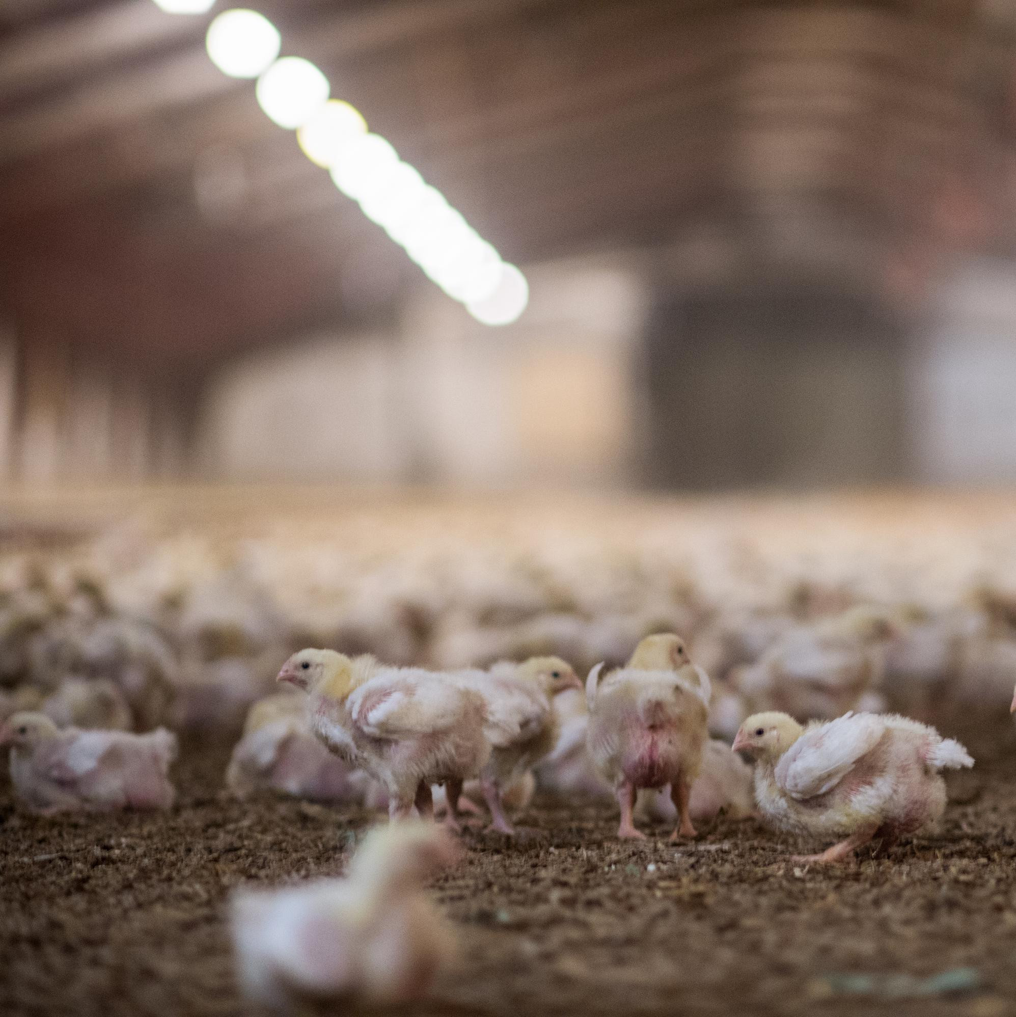 Chickens in factory farming